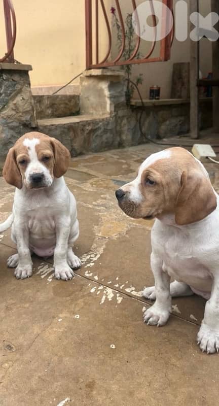 Purebred Pointer Puppies 1