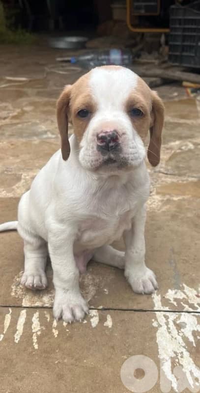 Purebred Pointer Puppies 2
