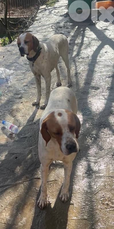 Purebred Pointer Puppies 3