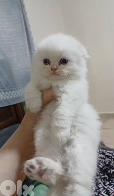 for contact 81102512