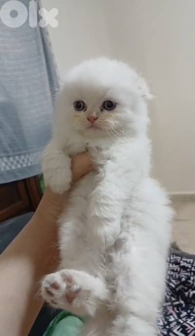 For contact 81102512