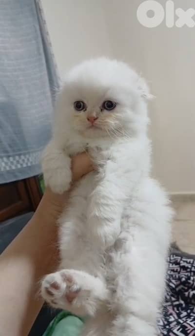 for contact 81102512