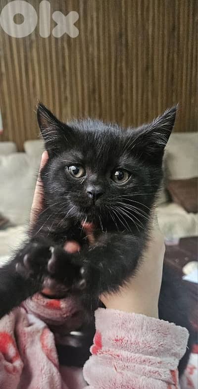kitten for adoption