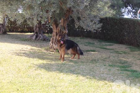 adult female German shepherd