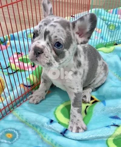 Unique French Bulldog Merle imported delivery