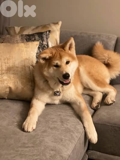 Japanese akita 45days