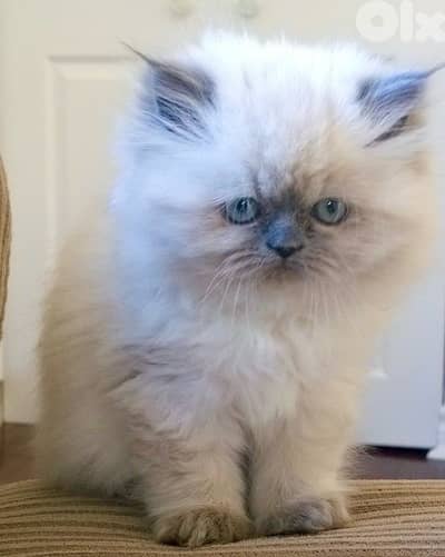 Cute Himalayan kitten delivery available