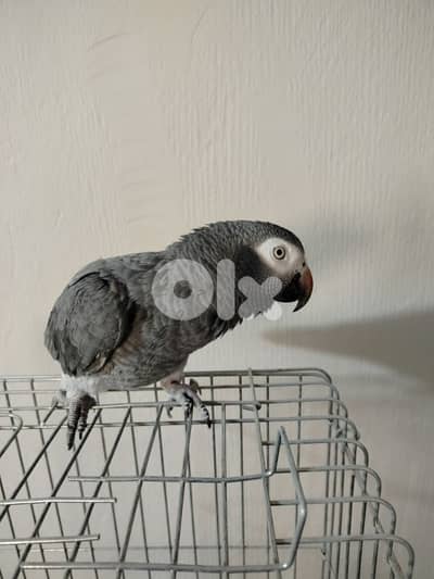 الجنوب (قانا)