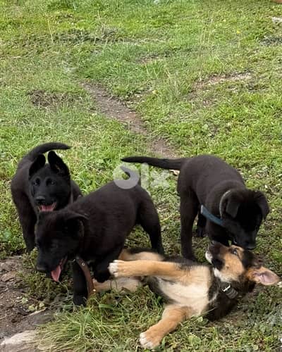 $100 Purebred German Shepherd/Belgian Malinoise Puppies male/female