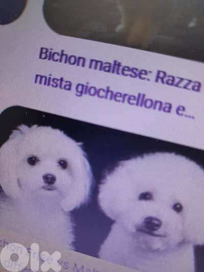 we need a dog adopted for Hadycap