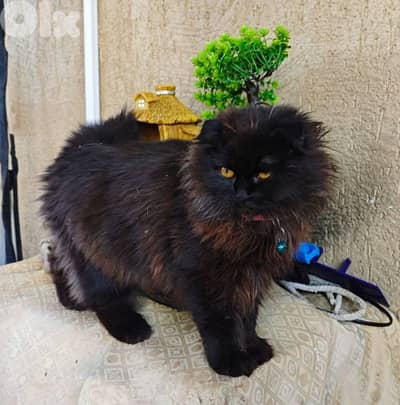 طرابلس ابو سمرا