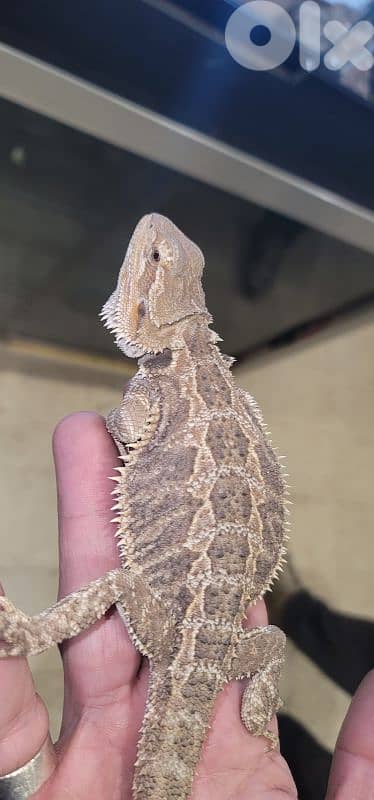 شارع الموسوي