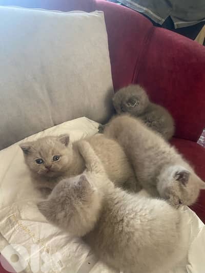 Scottish x British kittens