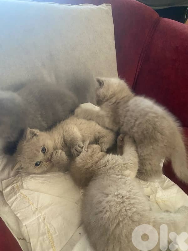 Scottish x British kittens 2