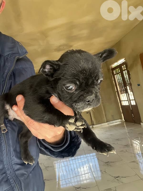 French bulldog 1