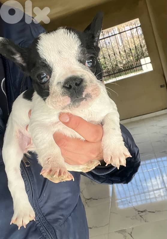 French bulldog 2