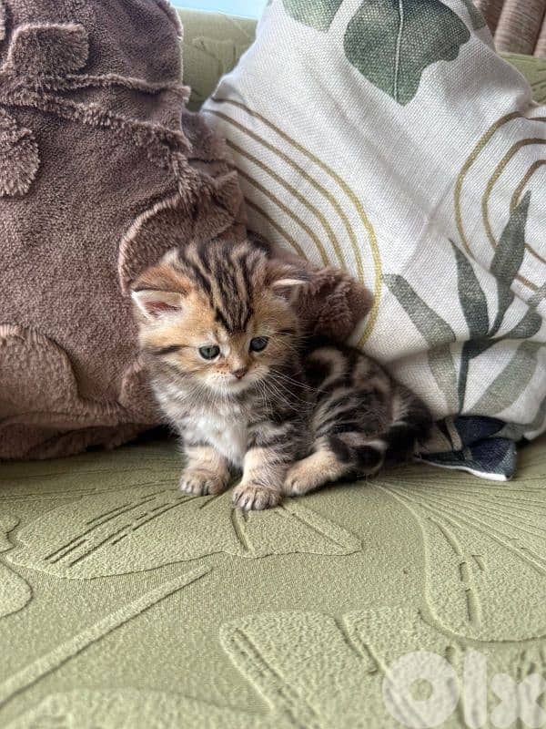 5 kittens for sale 1