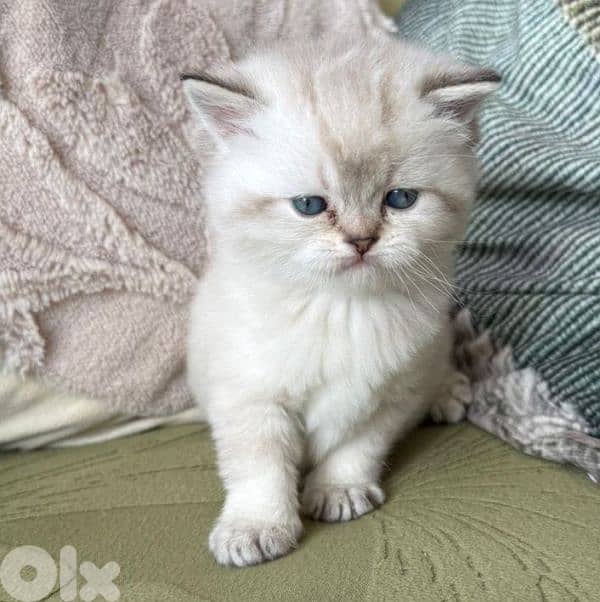 5 kittens for sale 2