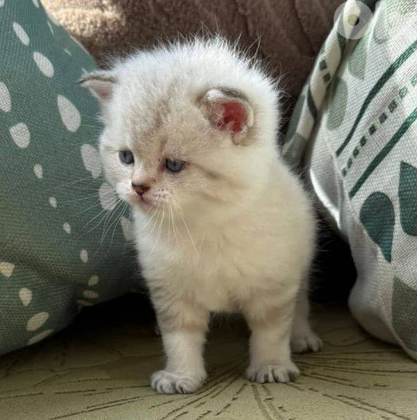 5 kittens for sale 3