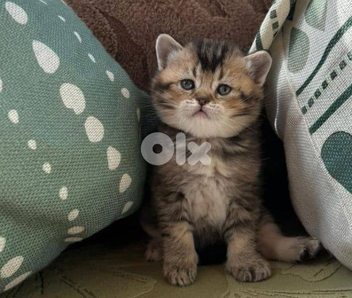 5 kittens for sale 4