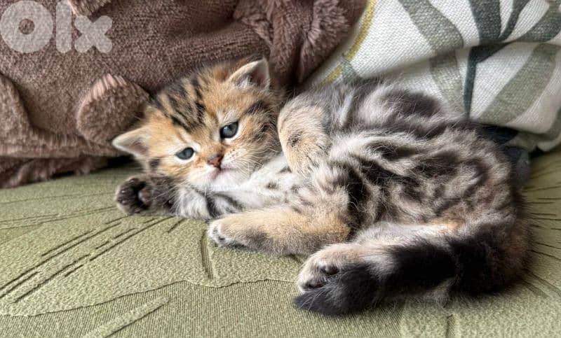 5 kittens for sale 5