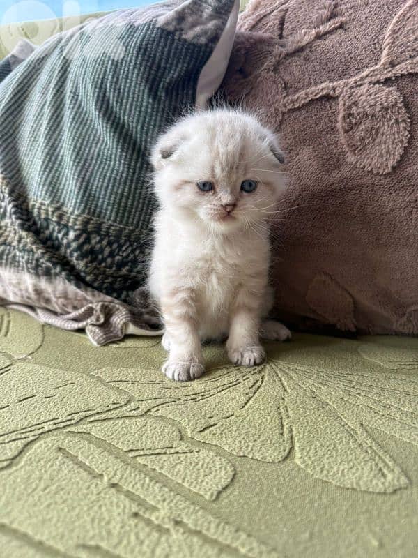 5 kittens for sale 6