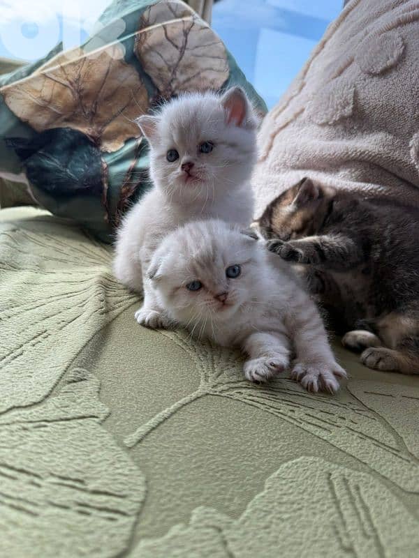 5 kittens for sale 7