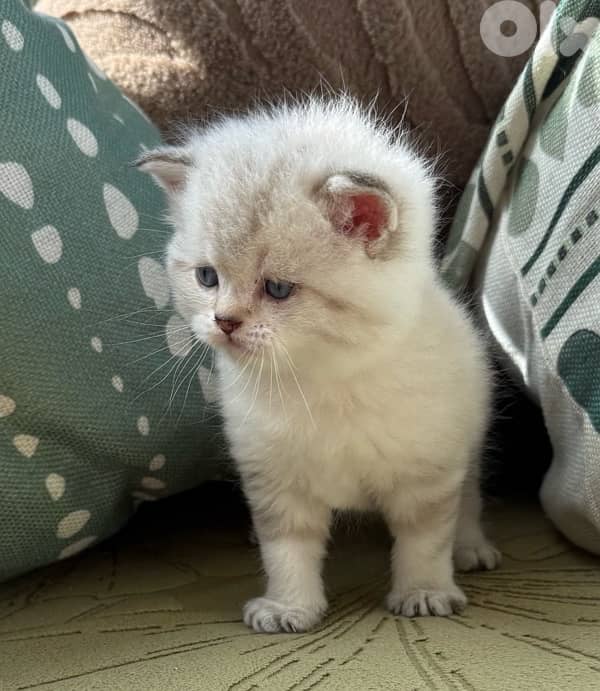 5 kittens for sale 1