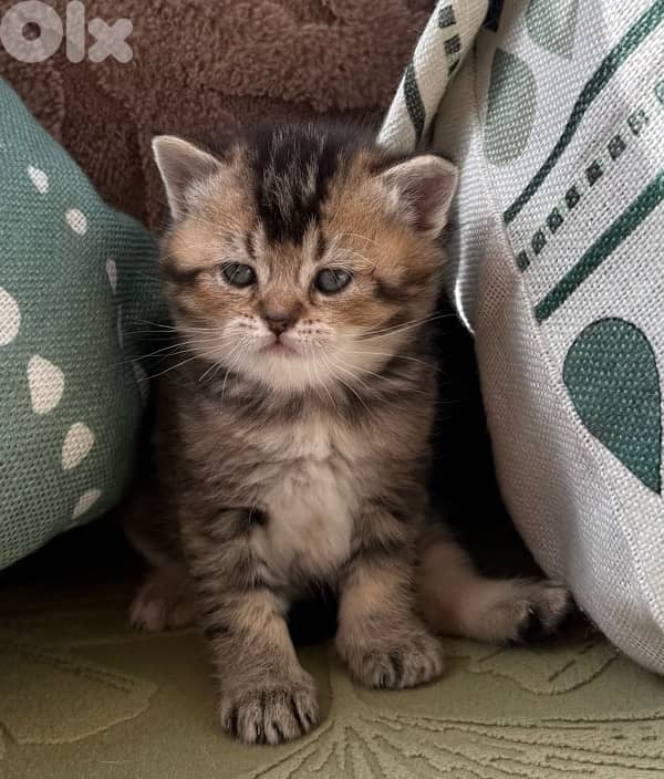 5 kittens for sale 2