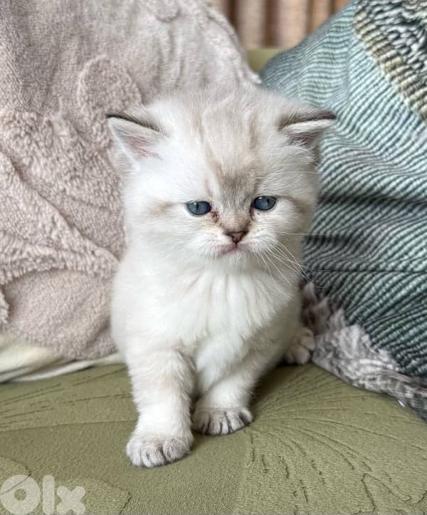 5 kittens for sale 3