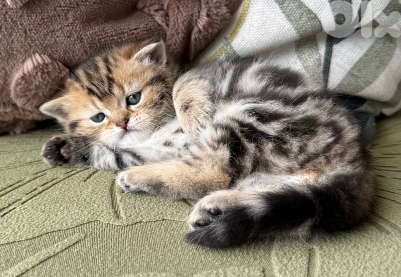 5 kittens for sale 4