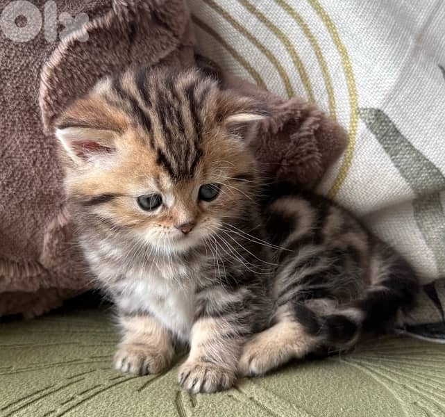 5 kittens for sale 5