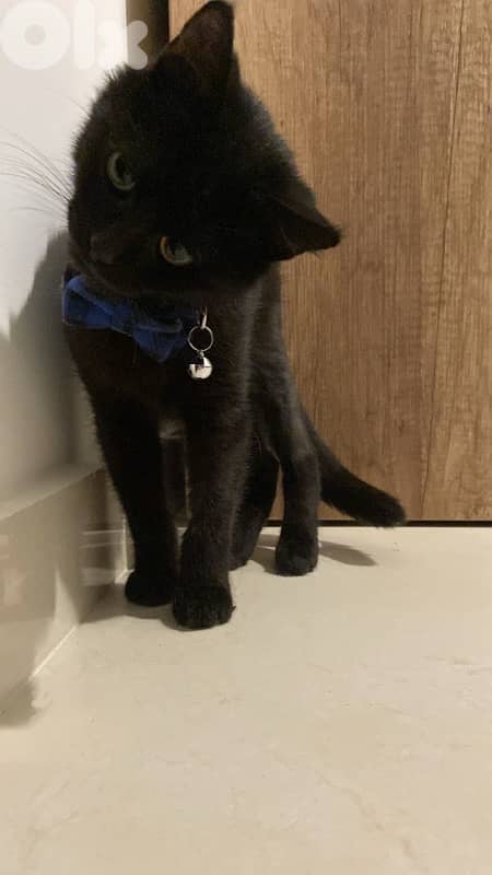 4 months old male kitten 1