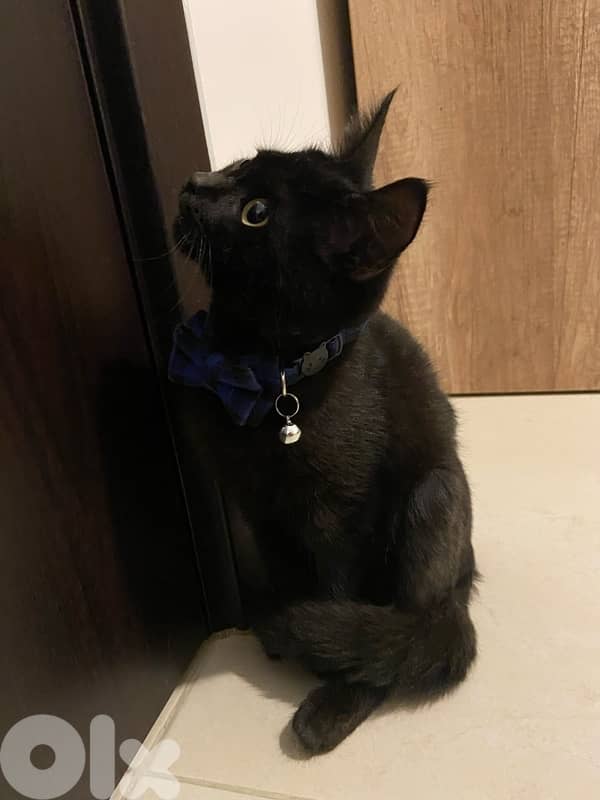 4 months old male kitten 2