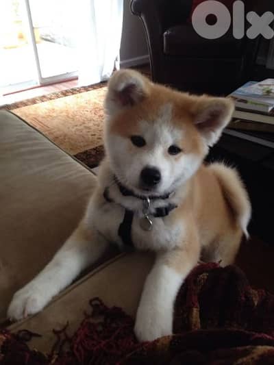 Pure Japanese Akita Puppies Available | dog كلاب