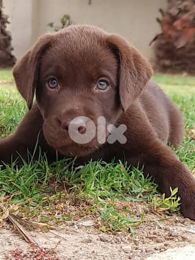 Pure Chocolate Labrador Retriever Puppies | dog كلاب