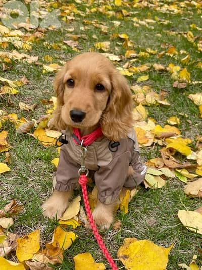 Cocker Spaniel Pure Puppies |dog كلاب