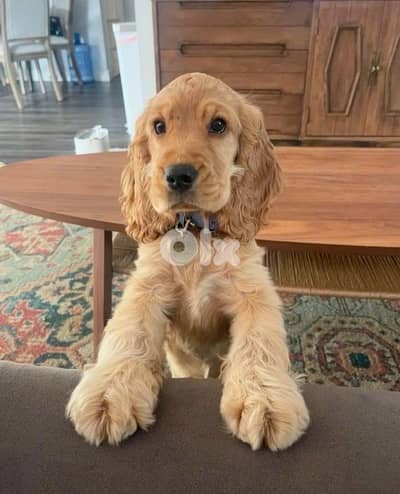 Pure Cocker Spaniel in store| dog كلاب