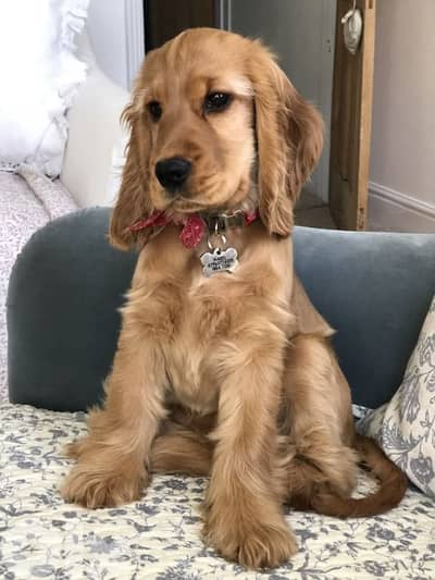 Beautiful Pure Cocker Spaniel Puppies / dog كلاب