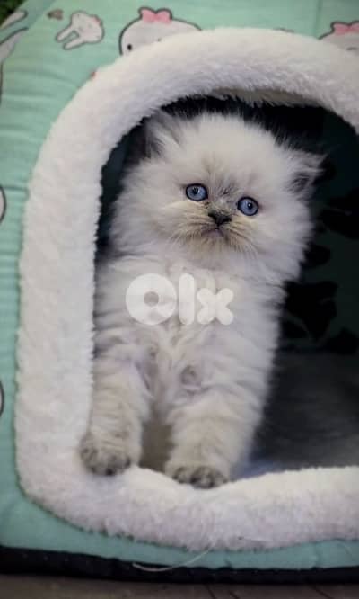 Himalayan Beautiful Kitten in store قطط