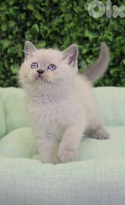 Bluepoint British Shorthair Kitten قطط