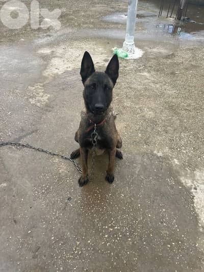 مطلوب ذكر مالينوا للتزاوج أو بيع الانتاية