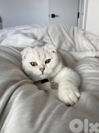 Beautiful Silver Chinchilla Scottish Fold kitten | cat قطط