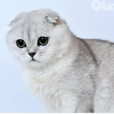 Silver Chinchilla Scottish Fold Kitten / cat قطط