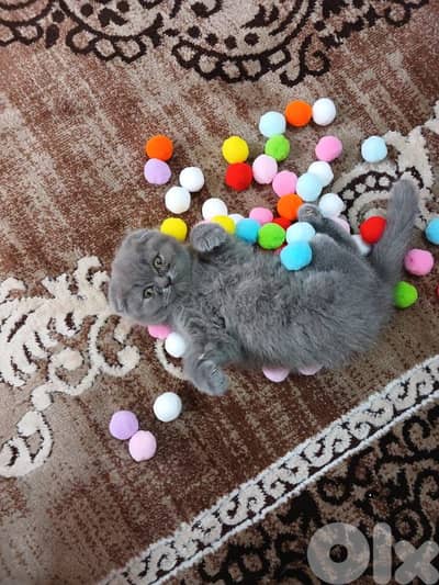 Scottish fold short hair pure