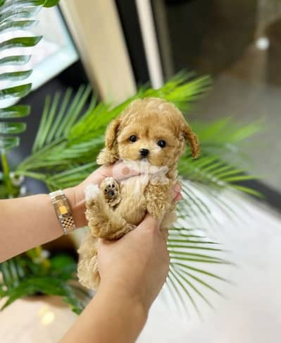 Toy Size Maltipoo Puppies Available |dog كلاب