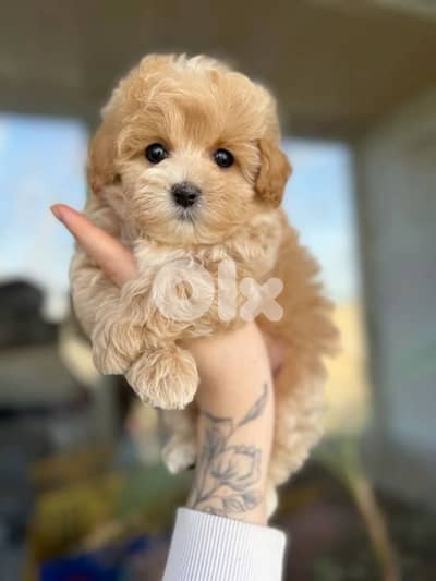 Cute Maltipoo Puppies in store | dog كلاب