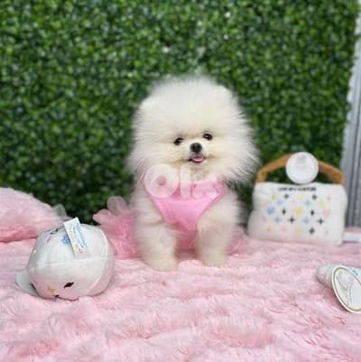 Teacup Size Pomeranian Puppy/ dog كلاب