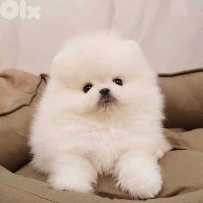 White Teacup Pomeranian Puppies | dog كلاب