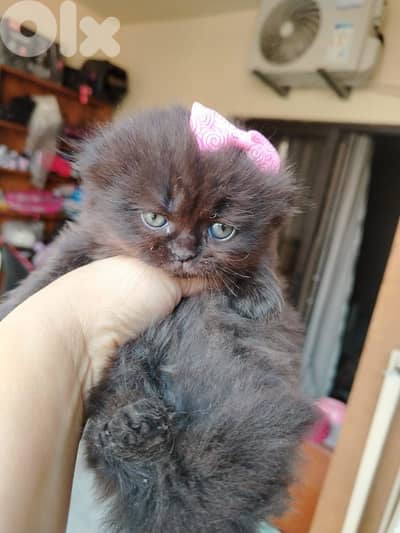 ٢ قطط صغيرة العمر شهر